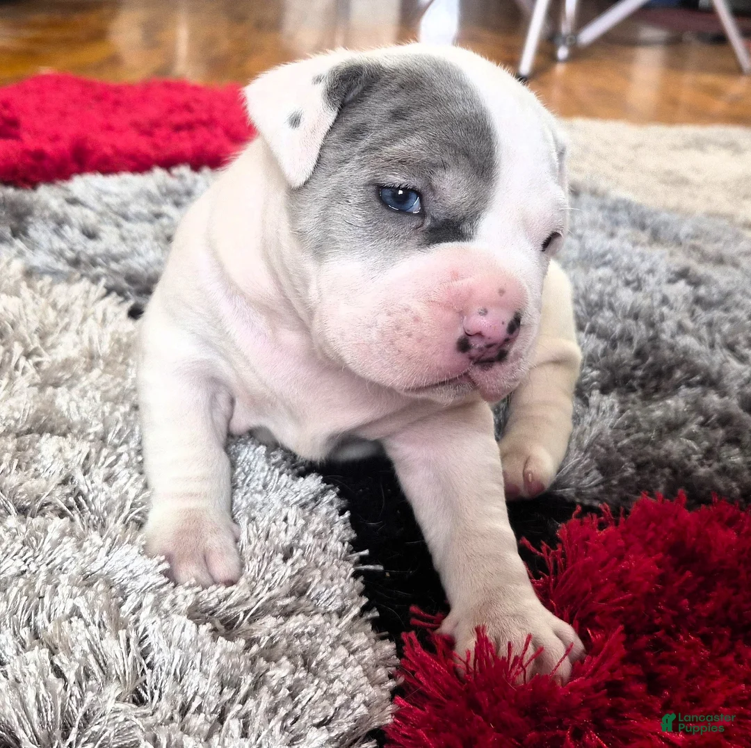 Mixed Breed dogs for sale: "WOLVERINE" WHITE MERLE - Ad 19