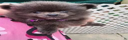 Pomeranian dogs for sale: Toy Mia  - Ad 3
