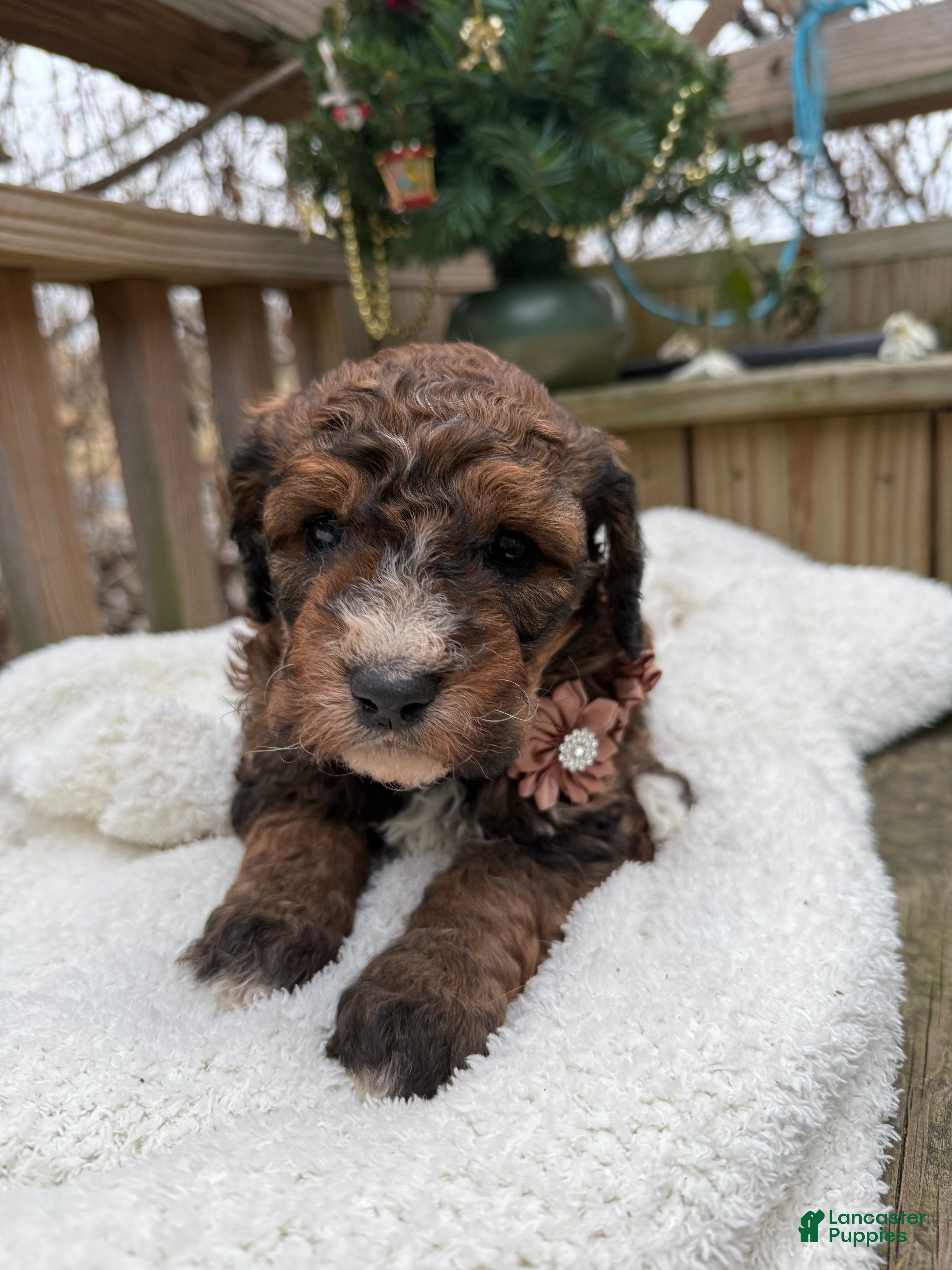 Mixed Breed dogs Beaty - Ad 2