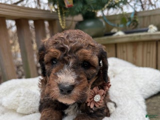 Mixed Breed dogs Beaty - Ad 1