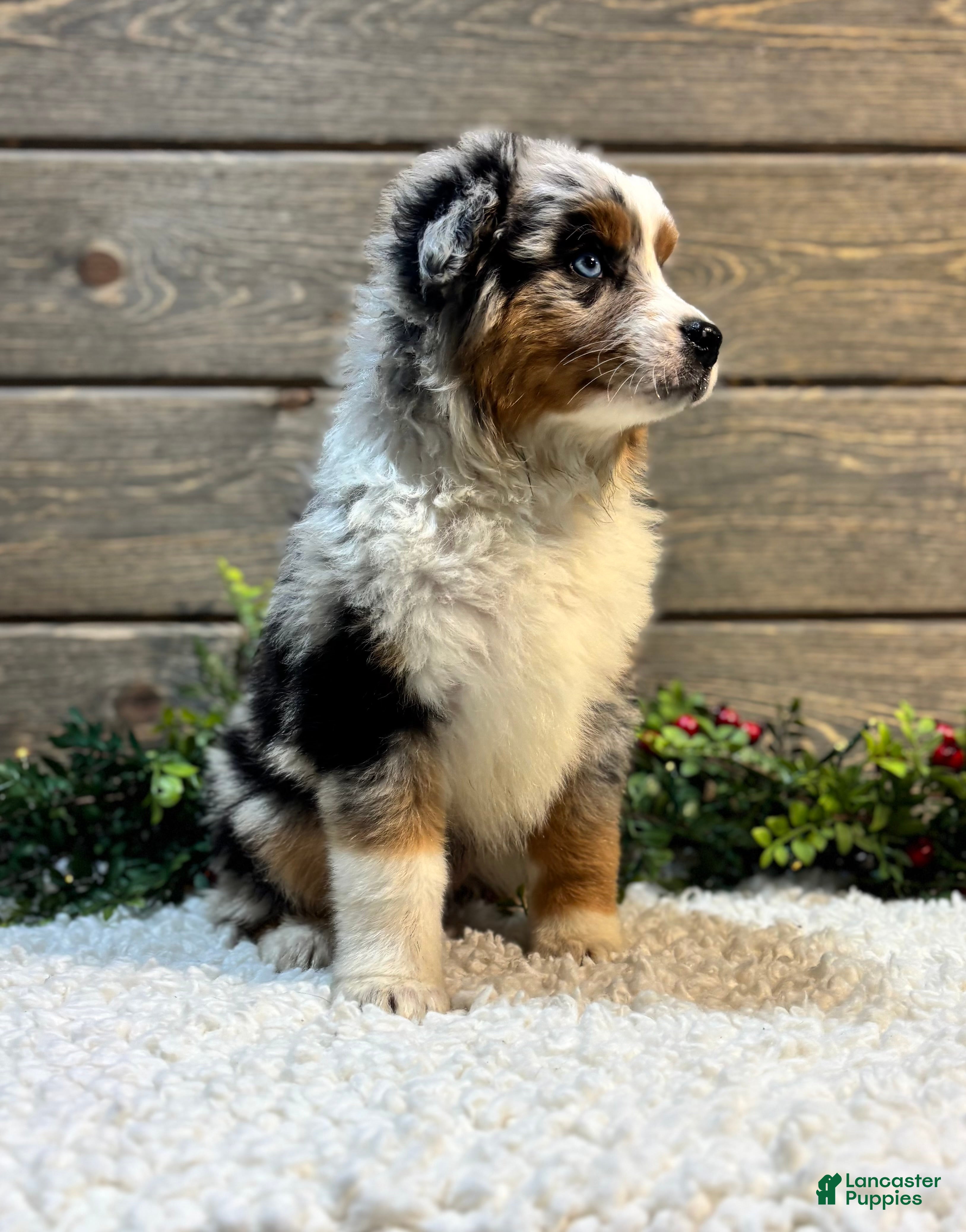 Australian Shepherd dogs Faith - Ad 21