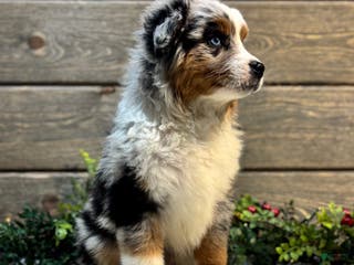 Australian Shepherd dogs Faith - Ad 42