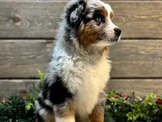 Australian Shepherd dogs Faith - Ad 37