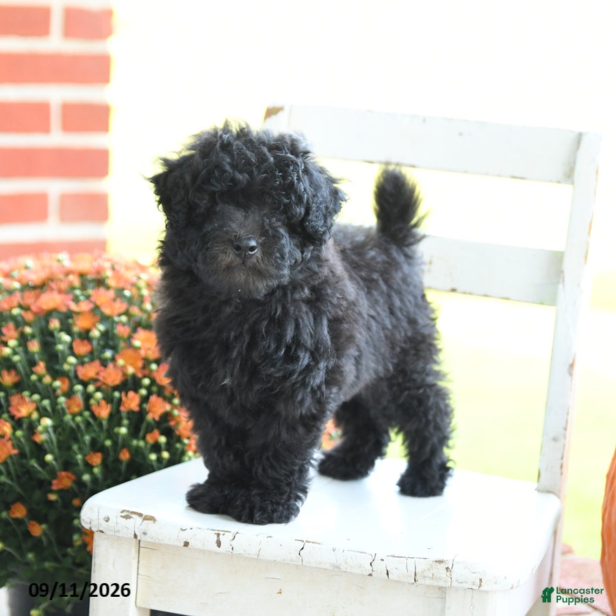 Mixed Breed dogs Hunter - Ad 1