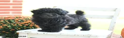 Mixed Breed dogs for sale: Hunter - Ad 1