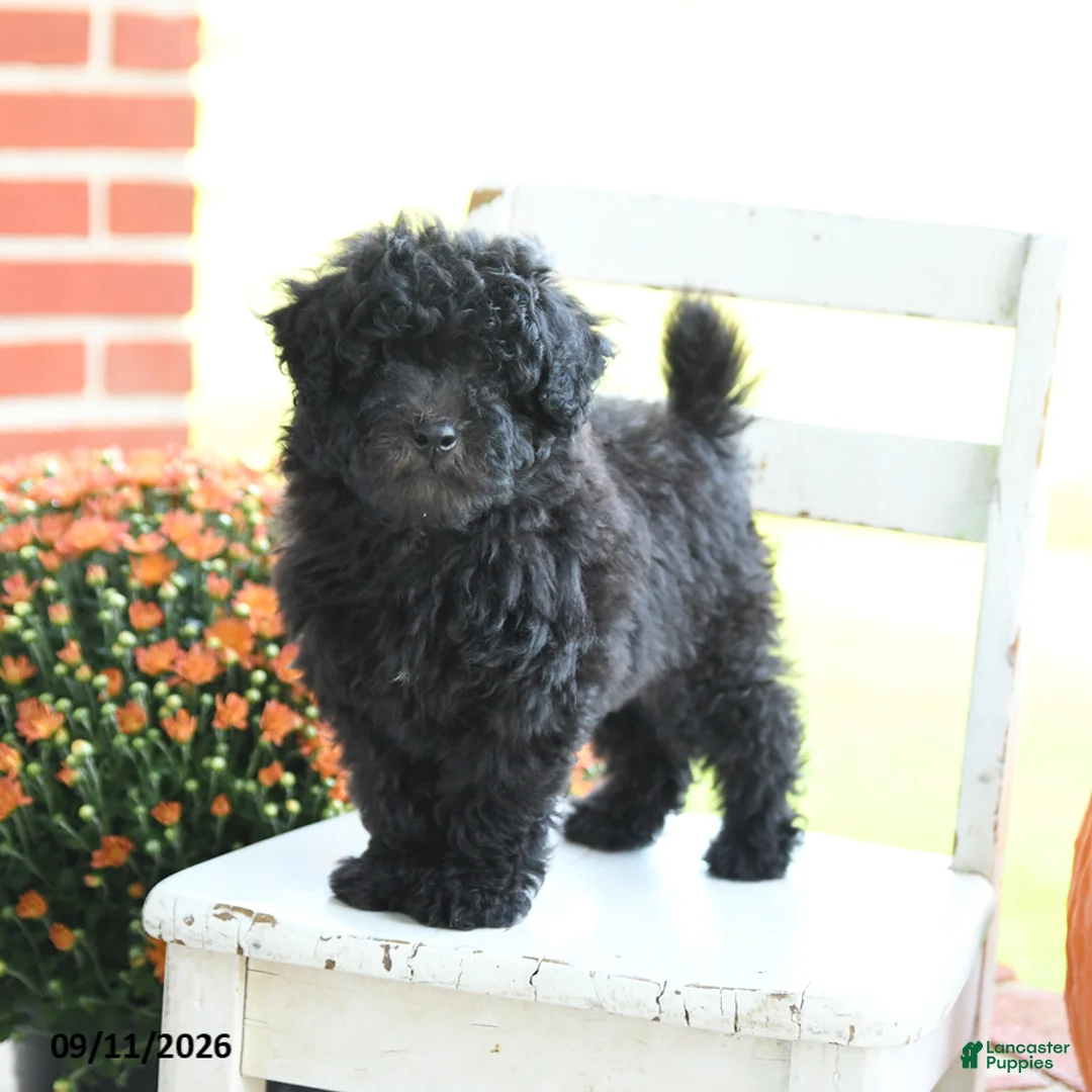 Mixed Breed dogs for sale: Hunter - Ad 1