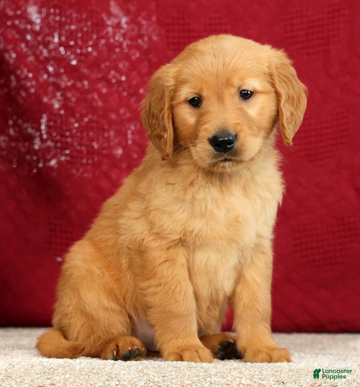 Golden Retriever dogs for sale: Tipper - Ad 2