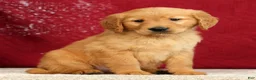 Golden Retriever dogs for sale: Tipper - Ad 2