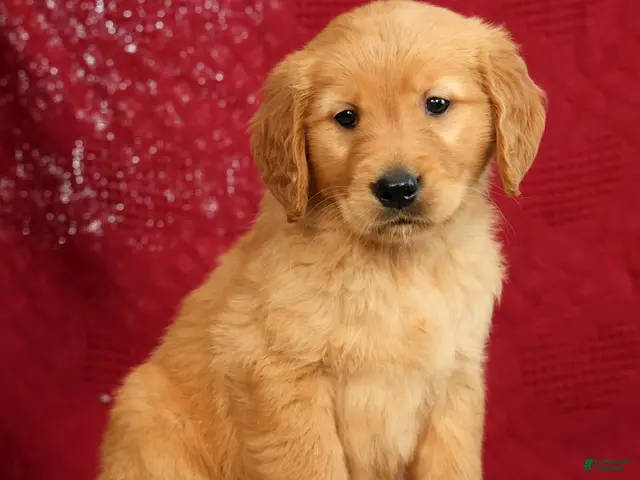 Golden Retriever dogs for sale: Tipper - Ad 2