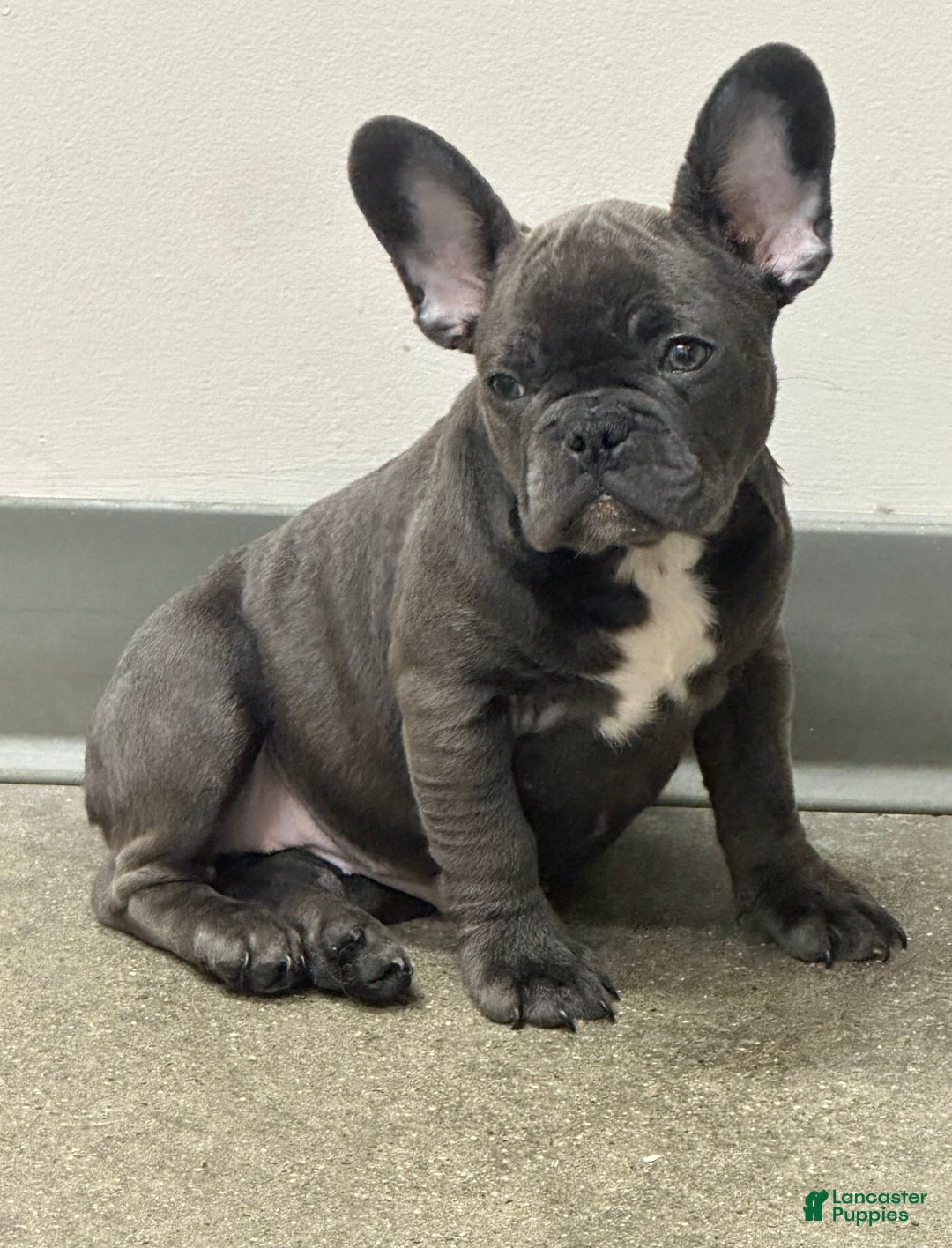 French Bulldog dogs French Bulldog Puppy 2 - Ad 1