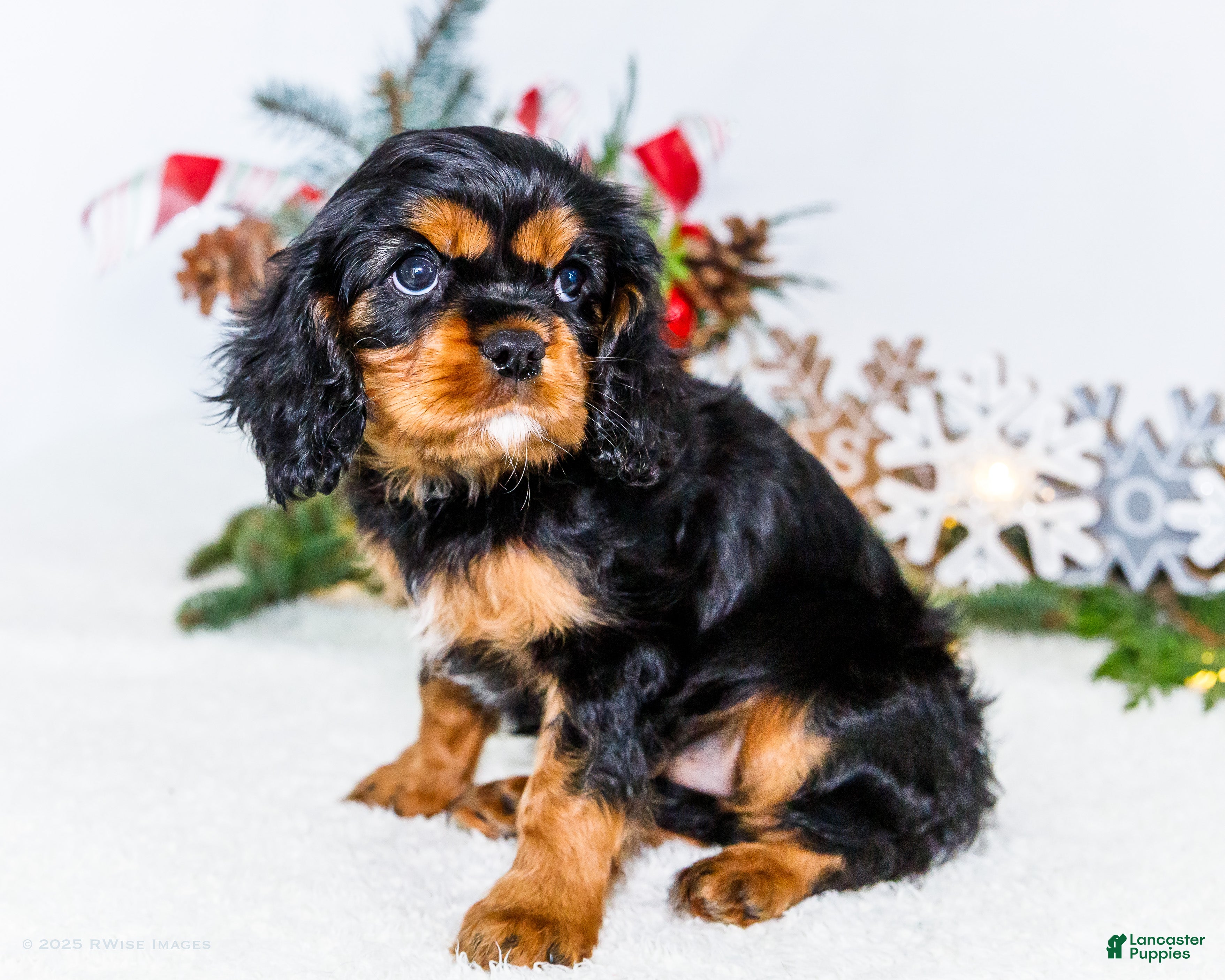 Cavalier King Charles Spaniel dogs Tinsel - Ad 5