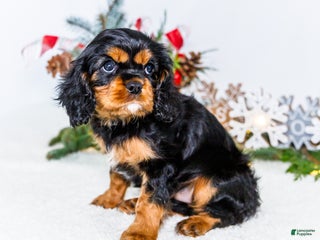 Cavalier King Charles Spaniel dogs Tinsel - Ad 1