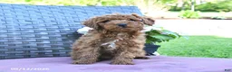 Miniature Poodle dogs for sale: Harry - Ad 4
