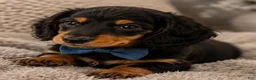 Miniature Dachshund dogs for sale: George - Ad 3