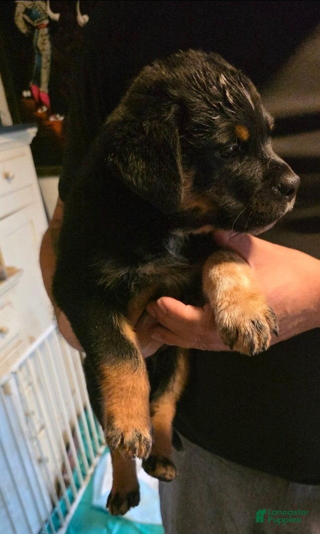 Mixed Breed dogs for sale: Mixed Breed 1 - Ad 1