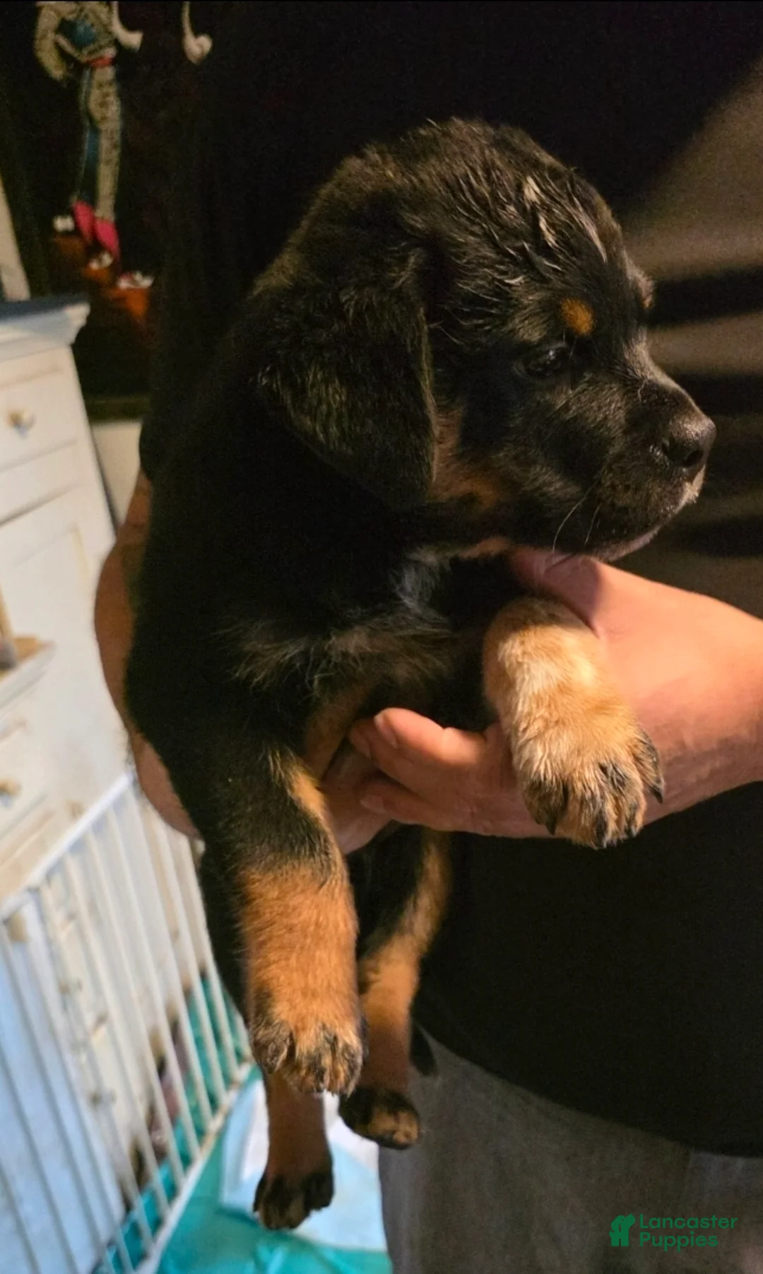 Mixed Breed dogs for sale: Mixed Breed 1 - Ad 1