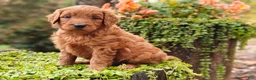 Goldendoodle dogs for sale: Nutmeg - Ad 9