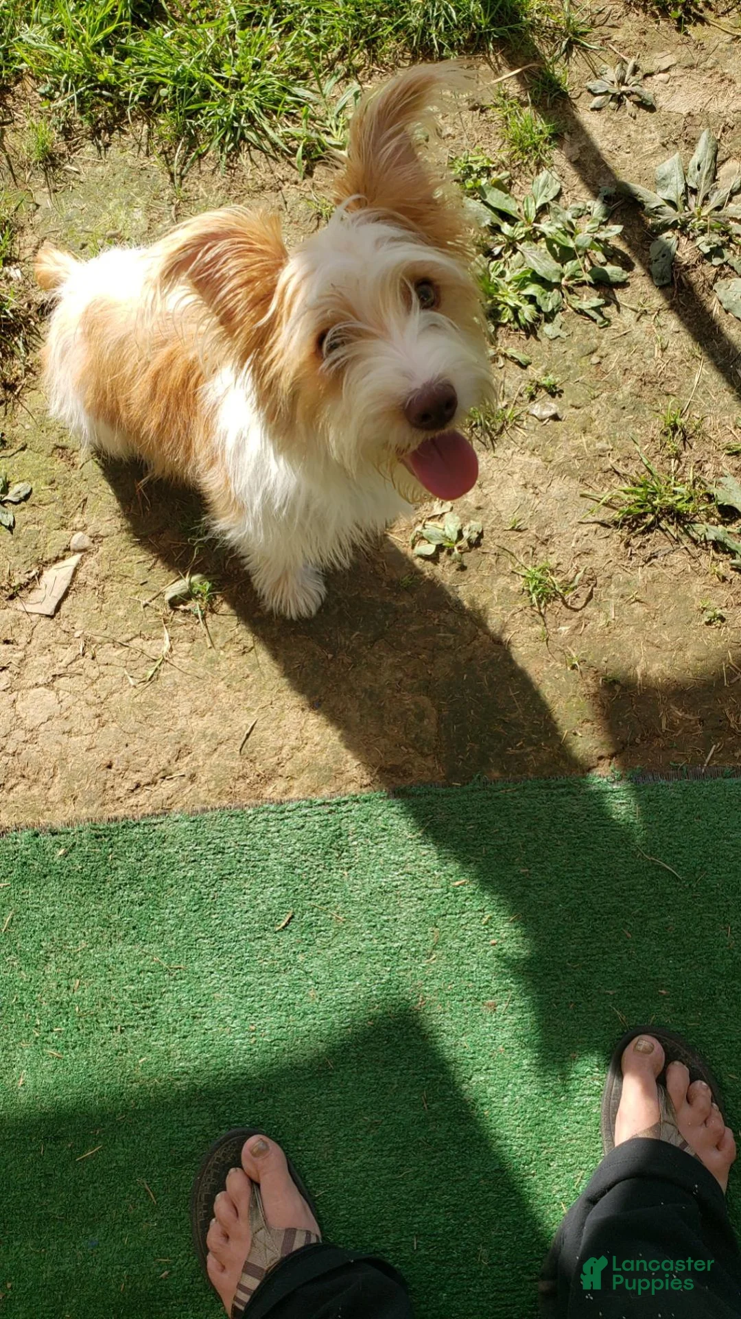 Yorkshire Terrier dogs for sale: Coco - Ad 5