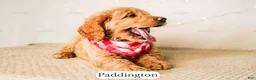 Goldendoodle dogs for sale: Paddinton - Ad 13