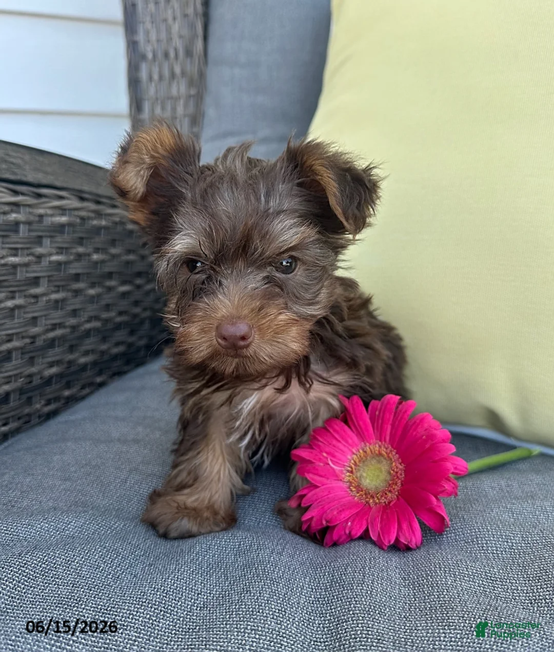 Yorkshire Terrier dogs for sale: Rocky - Ad 2