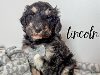 Aussiedoodle dogs Lincoln - Ad 28