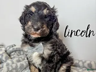 Aussiedoodle dogs Lincoln - Ad 21