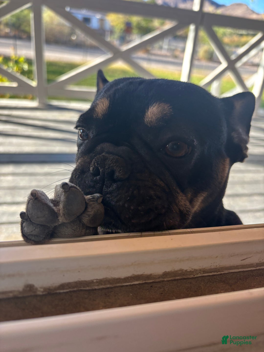 French Bulldog dogs for sale: Rosalita - Ad 5