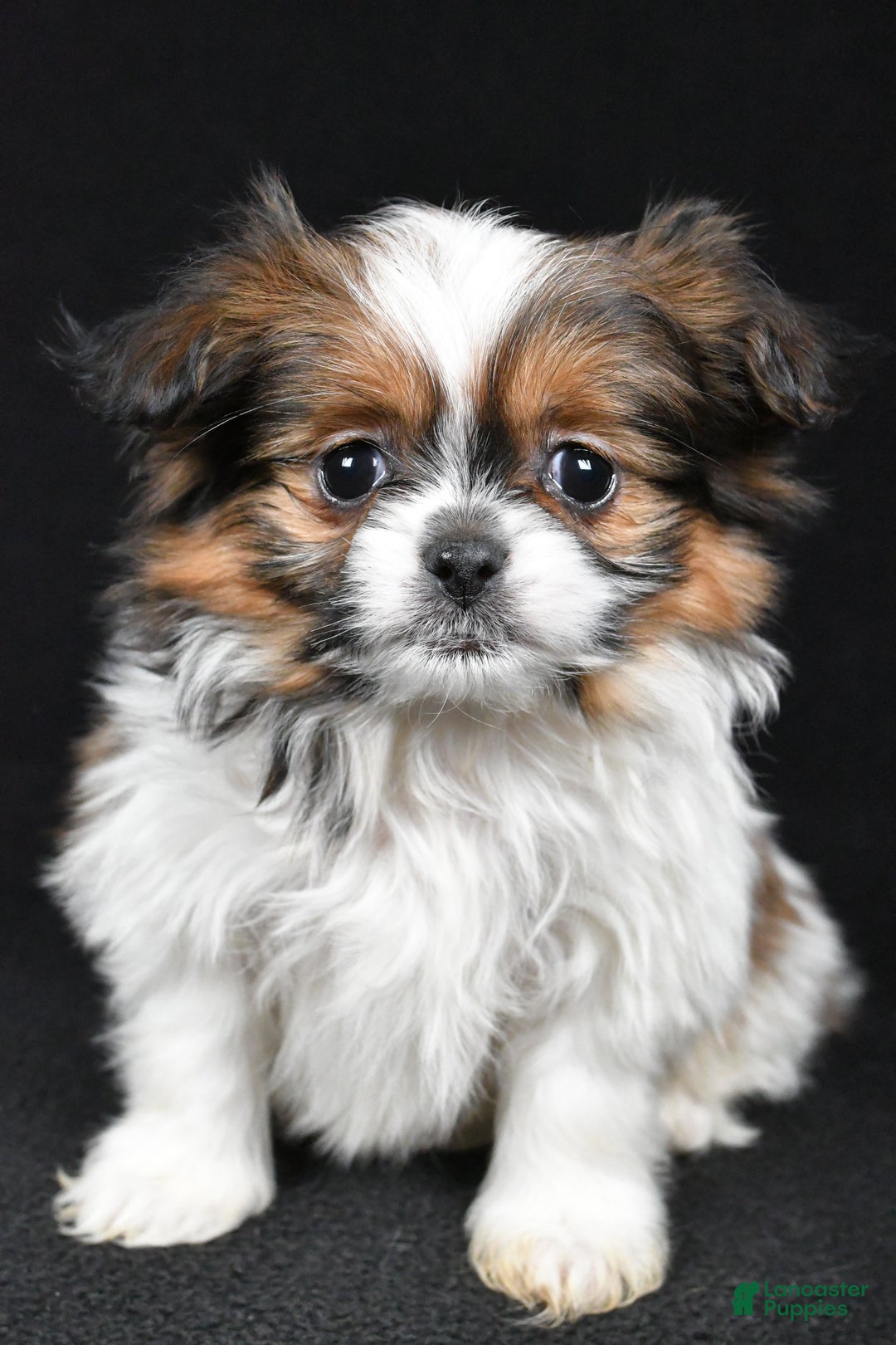 Mixed Breed dogs for sale: Anson - Ad 7