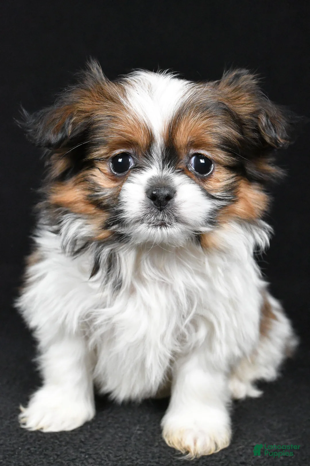 Mixed Breed dogs for sale: Anson - Ad 4