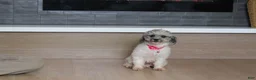 Toy Poodle dogs for sale: Rose - Ad 5