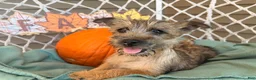 Cairn Terrier dogs for sale: Eli - Ad 5