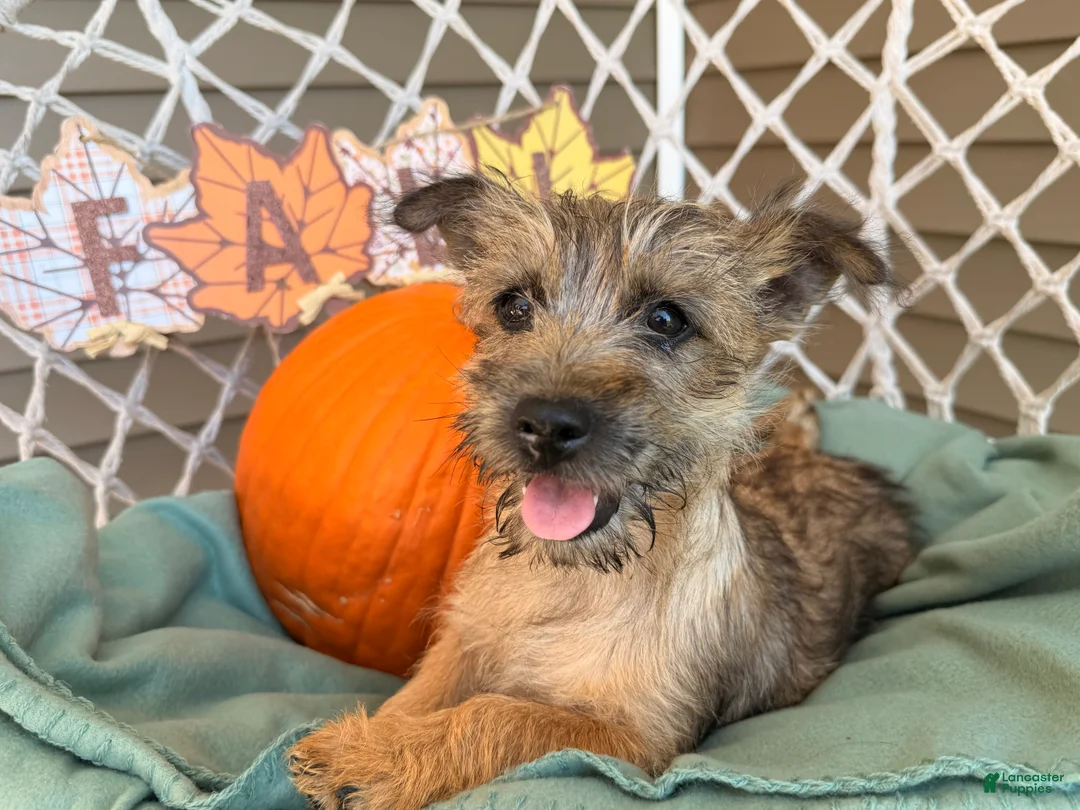 Cairn Terrier dogs for sale: Eli - Ad 5