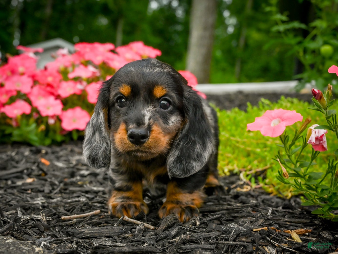Miniature Dachshund dogs AKC-Jewel - Ad 1