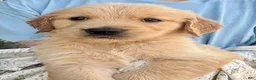 Golden Retriever dogs for sale: Kip - Ad 8
