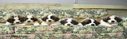 Saint Bernard dogs for sale: Bernie - Ad 5
