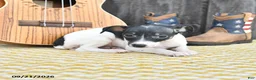 Toy Fox Terrier dogs for sale: Becca - Ad 4