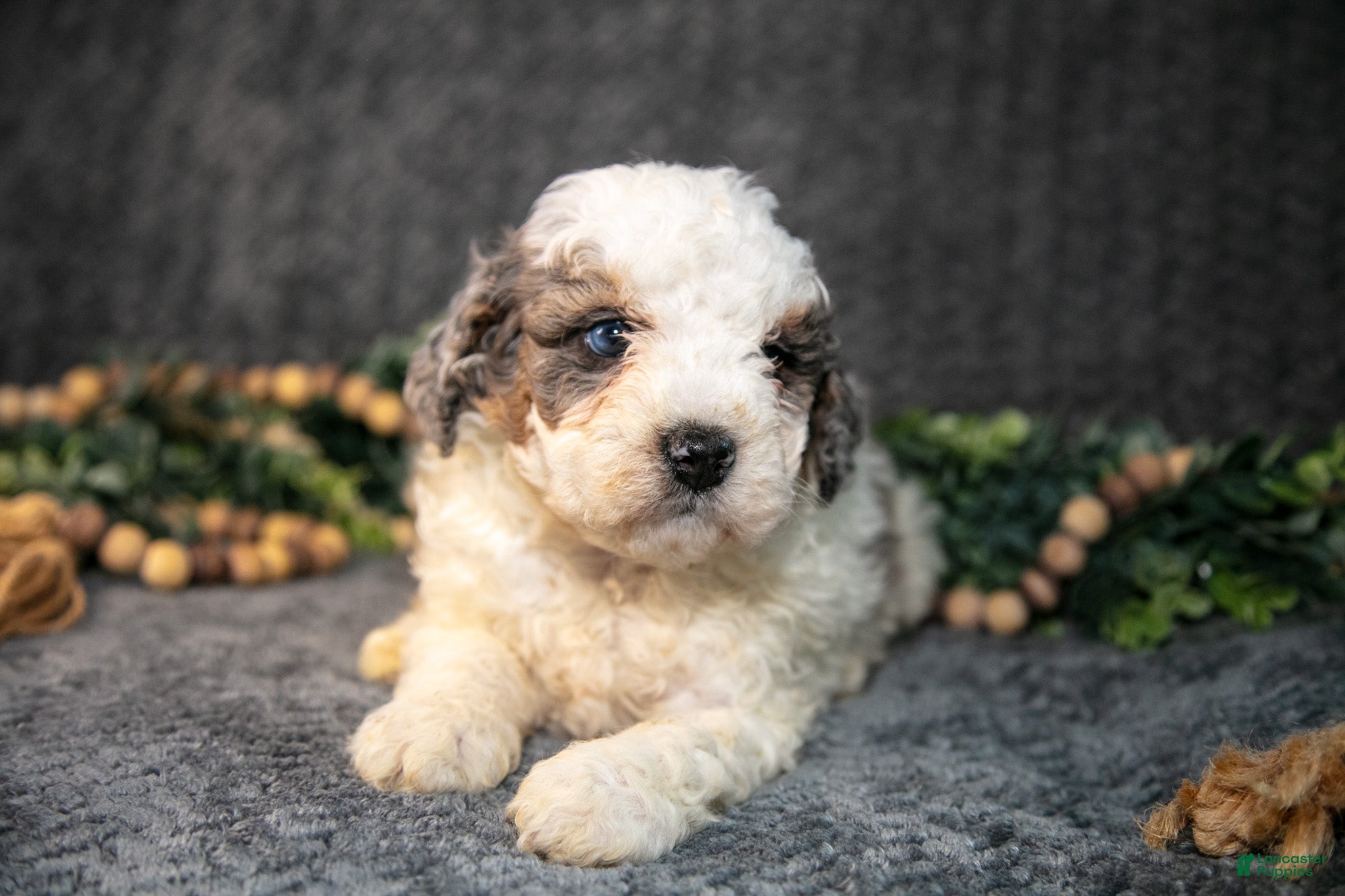 Mini Bernedoodle dogs Donny - Ad 2