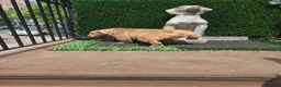 English Bulldog dogs for stud: OPEN FOR STUD - Ad 46