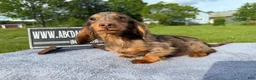 Miniature Dachshund dogs for sale: AKC Russian Ch line - Ad 16