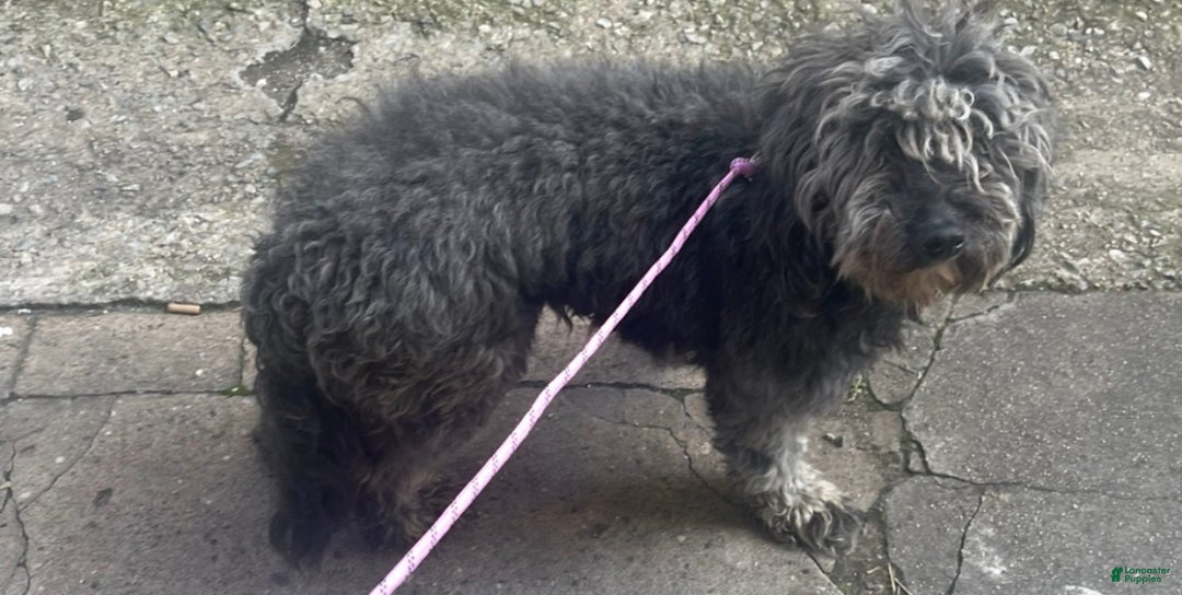 Aussiedoodle dogs for sale: Andera  Anna - Ad 13