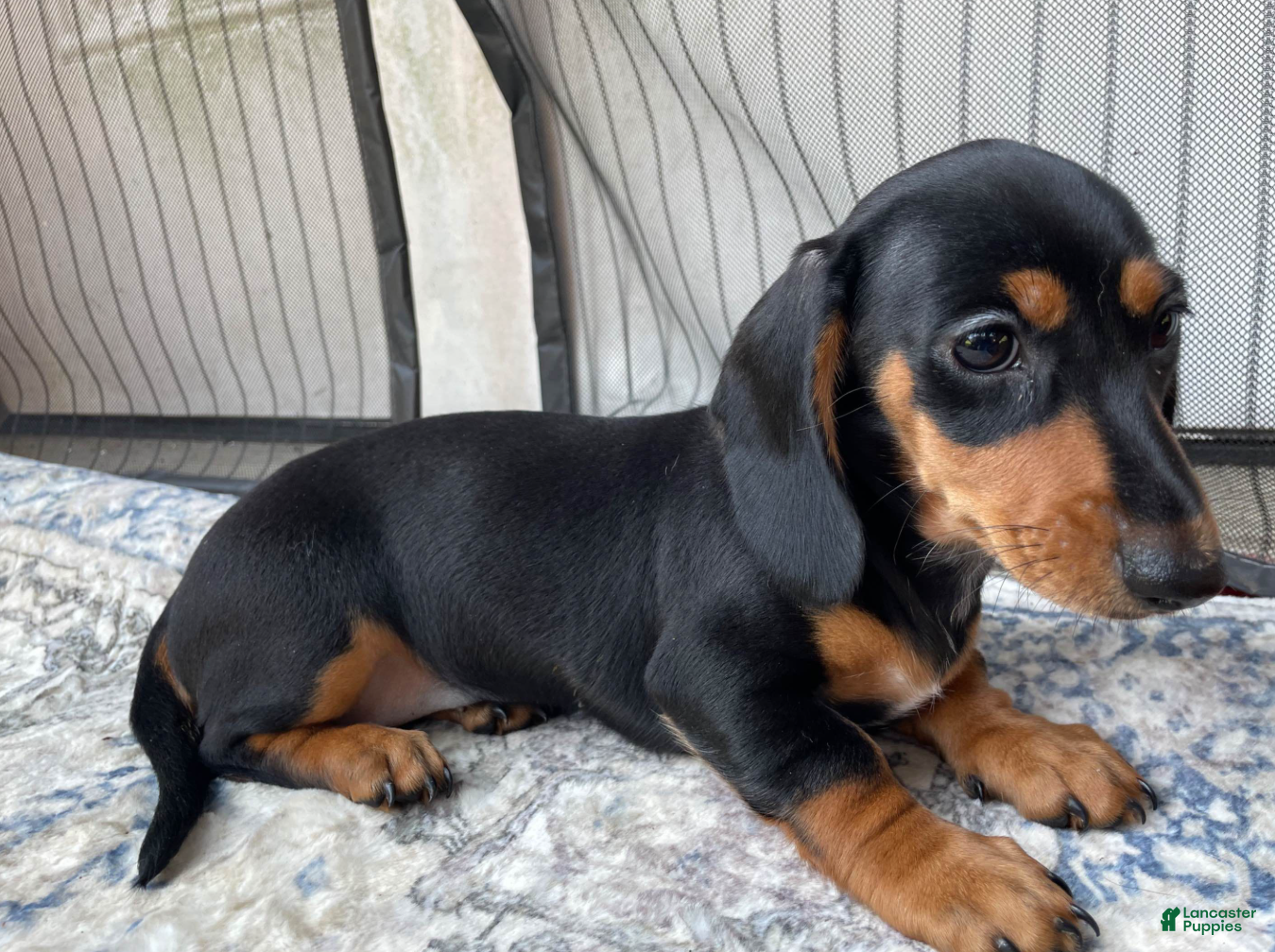 Miniature Dachshund dogs Girl 3 - Ad 2