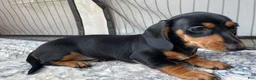 Miniature Dachshund dogs for sale: Girl 3 - Ad 2