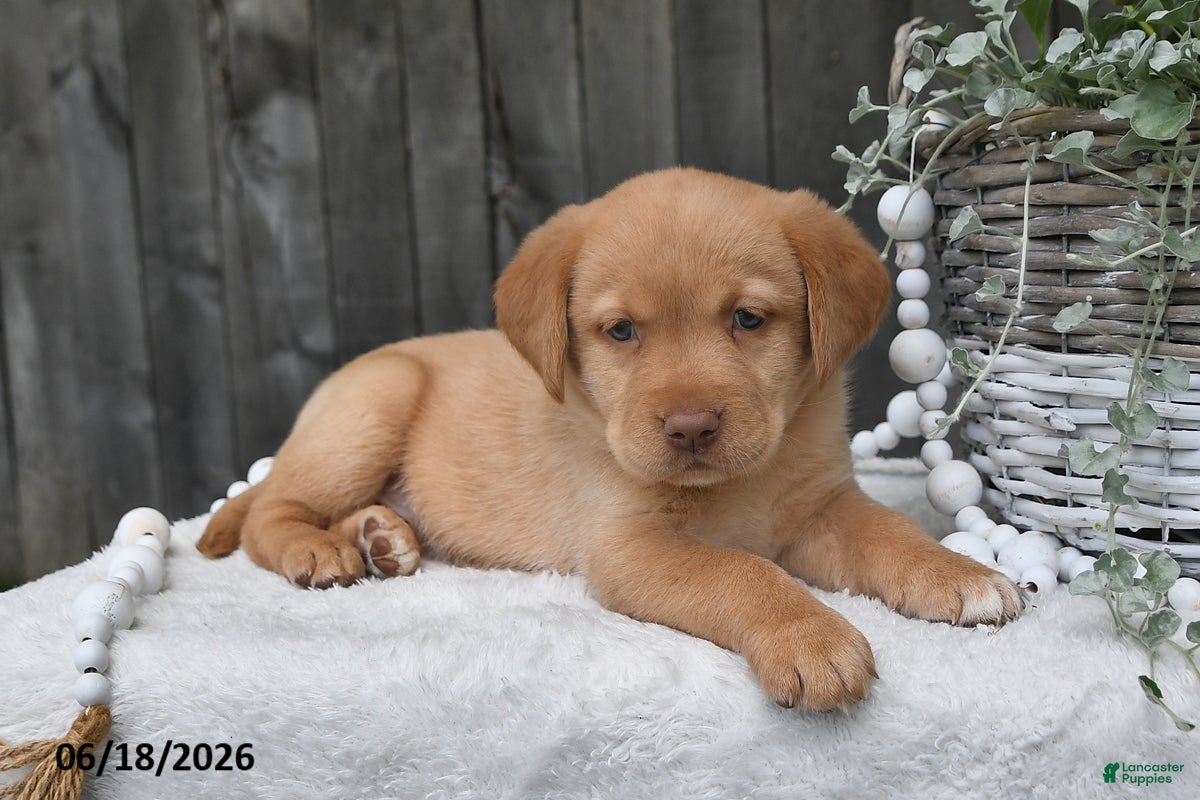 Labrador Retriever dogs Rayna - Ad 1