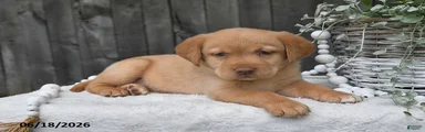 Rayna