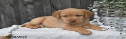 Labrador Retriever dogs for sale: Rayna - Ad 1