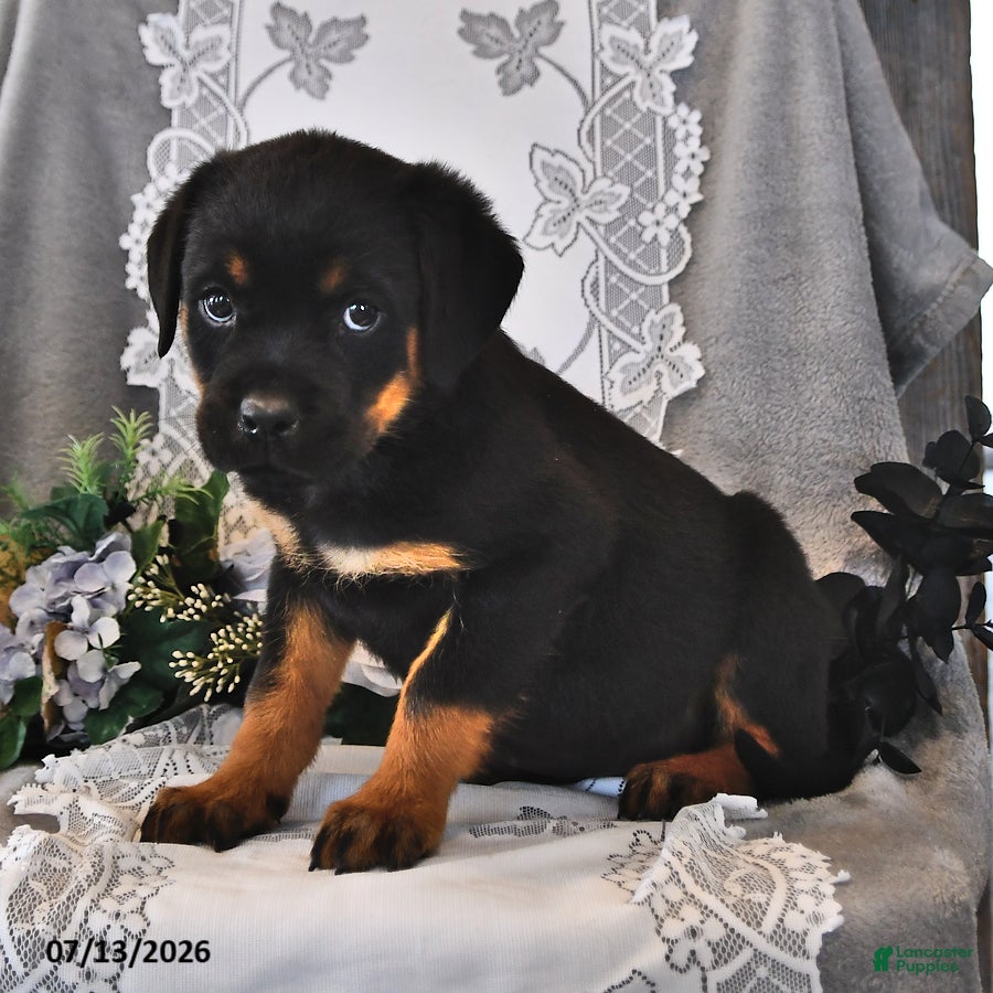 Rottweiler dogs Lady - Ad 2