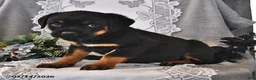 Rottweiler dogs for sale: Lady - Ad 2