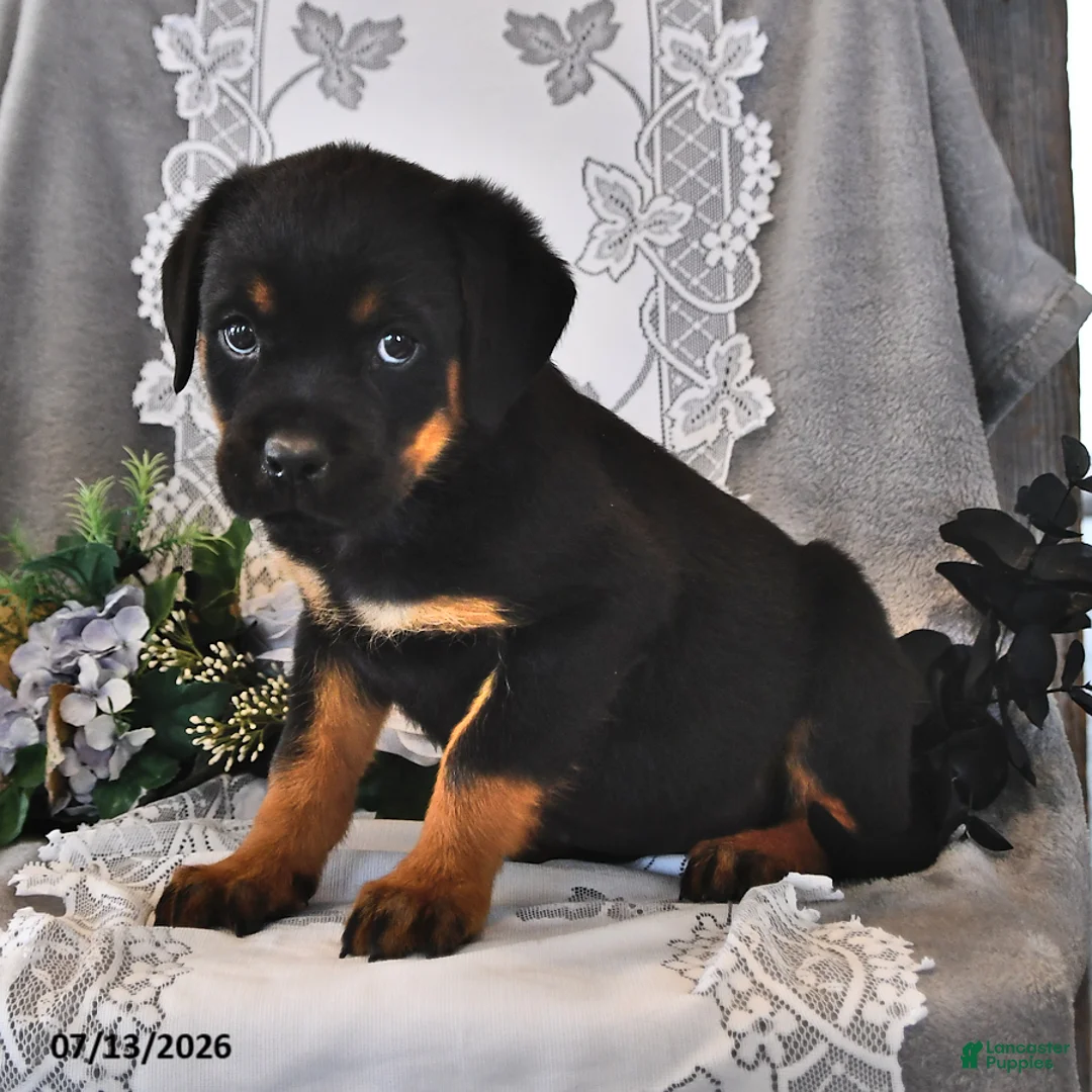 Rottweiler dogs for sale: Lady - Ad 2