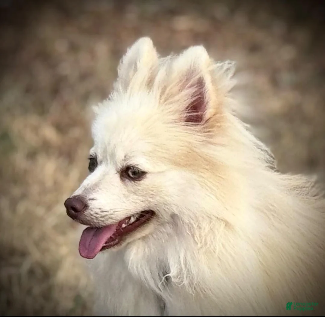 Pomsky dogs for sale: Andy - Ad 10