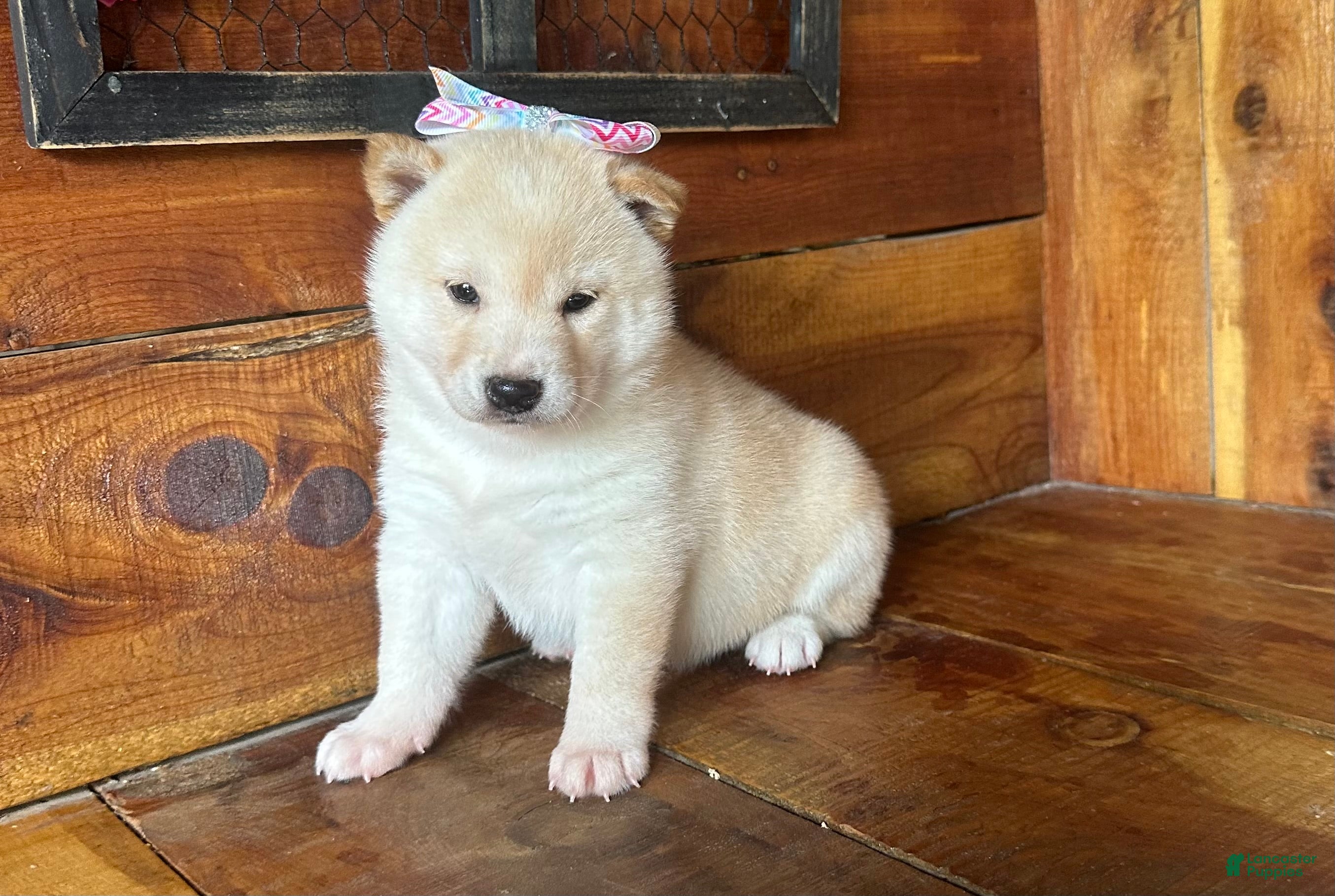 Shiba Inu dogs Shiba Inu Puppy 1 - Ad 2